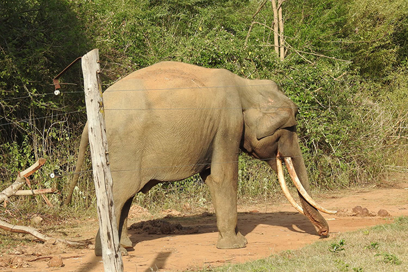 විදුලි වැට​,අලි-ඇතුන් සහ නීතිය​