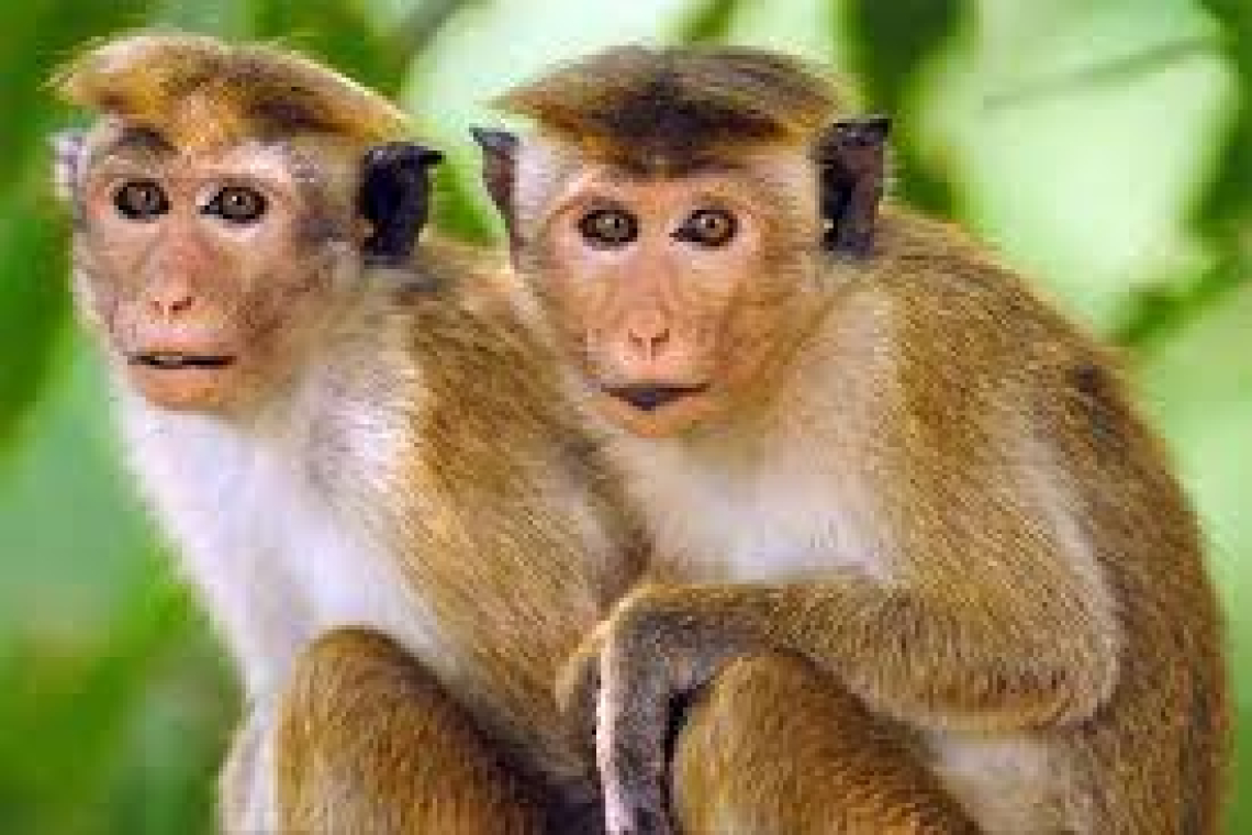 කරපු සංගණනය දෝෂ සහිතයි...රිලා සංඝණනයක් යලිත්…