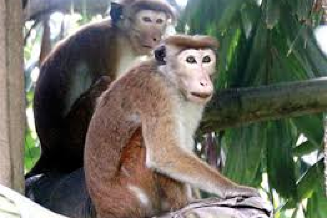ආණ්ඩුවේ තවත් ජයක් !!රිලව් සංගණන වාර්තාව එළියට