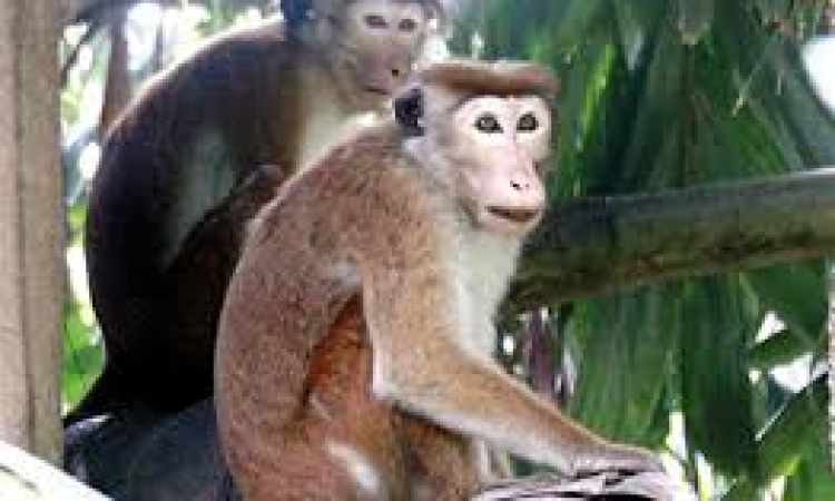 ආණ්ඩුවේ තවත් ජයක් !!රිලව් සංගණන වාර්තාව එළියට