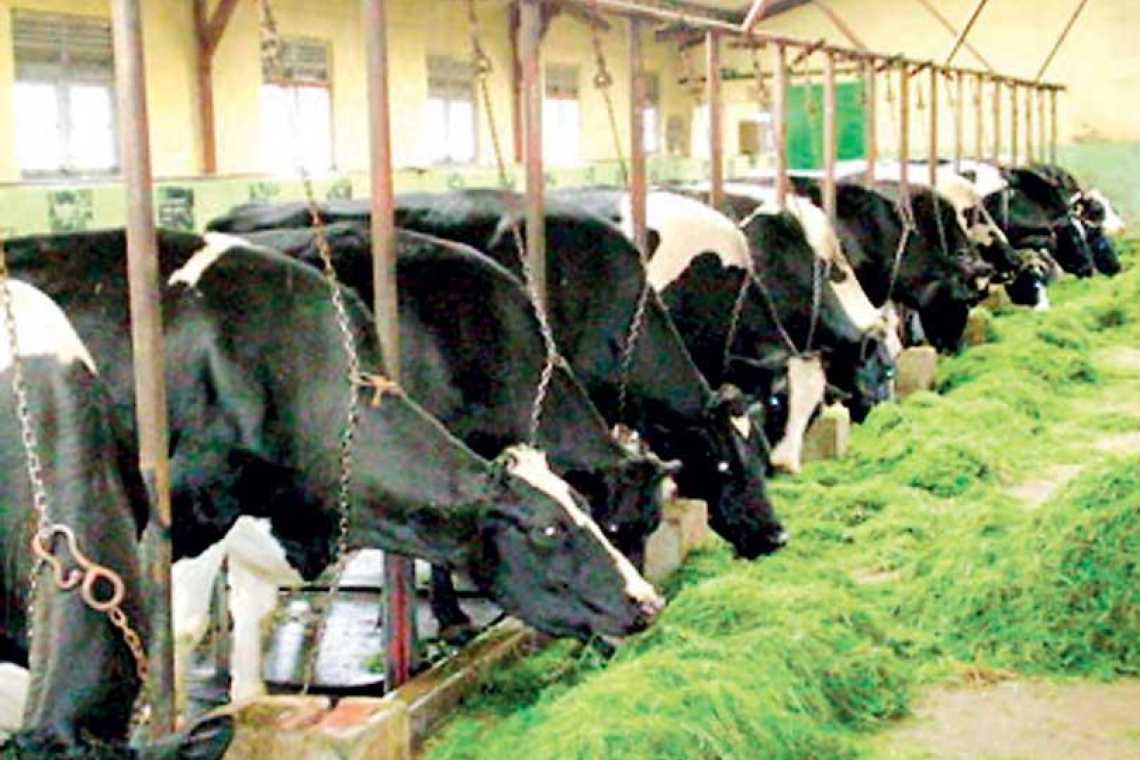 කිරි හරක් වංචාව: කෝටි ගණන් මුදල් ගිල්ල කිරි ගවයන් ආනයනය ගැන සී.යයි.ඩී. විමර්ශන!!.. හිටපු අමාත්‍යංශ ලේකම්ගෙනුත් ප්‍රකාශ ගනී