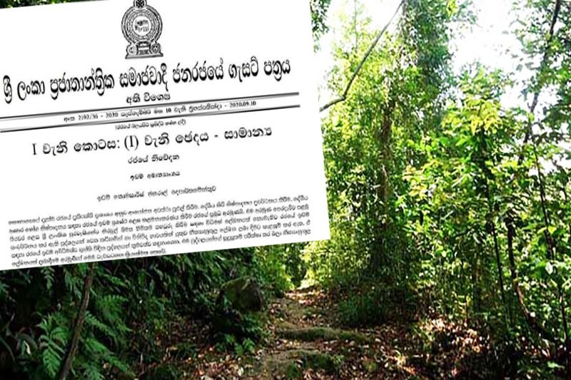 කඩිමුඩියේ කැලෑ කපන්නේ ඇයි? 2030 වෙද්දි ලංකාවේ වනාන්තර 10%