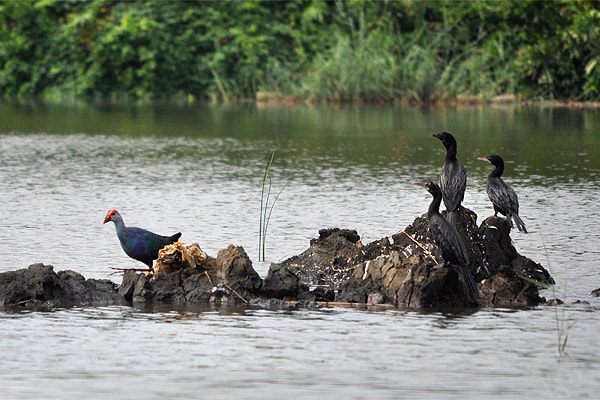 purple swamphen and cormorants in muthurajawela 600 orig